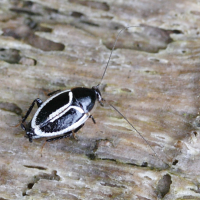Phyllodromica marginata (Phyllodromica)