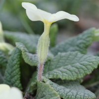 primula_vulgaris2bd