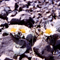 Ranunculus parnassifolius (Renoncule à feuilles de parnassie)