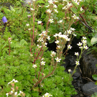Saxifraga aquatica (Saxifrage aquatique)