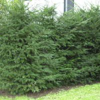 Taxus baccata (If commun)
