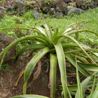 Aloe macra (Lomatophyllum, Mazambron marron)