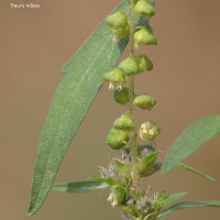 ambrosia_artemisiifolia4md (Ambrosia artemisiifolia)