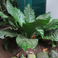 anthurium_salvinii2md