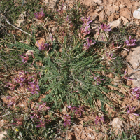 Astragalus monspessulanus (Esparcette bâtarde)