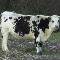 Bos taurus (5) (Vache race Normande)