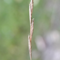 brachypodium_pinnatum3md (Brachypodium pinnatum)