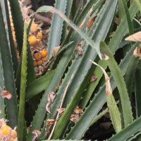 bromelia_balansae2md