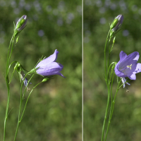 campanula_rotundifolia2md