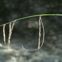 carex_pendula3md (Carex pendula)