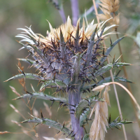 carlina_vulgaris2md