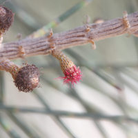 casuarina_glauca3md (Casuarina glauca)