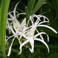 crinum_mauritianum3md