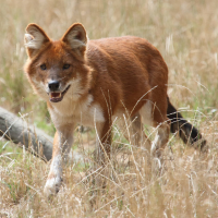 cuon_alpinus3bd (Cuon alpinus)