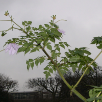 dahlia_excelsa3md (Dahlia excelsa)