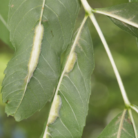 Dasineura fraxini (Dasineura, Galle du frêne)