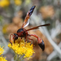 delta_dimidiatipenne5bd (Delta dimidiatipenne)