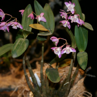 Dendrobium kingianum (Dendrobium)