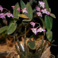 dendrobium_kingianum1sd (Dendrobium kingianum)