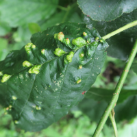 Eriophyes inangulis (Acarien de l'aulne, Galle de l'aulne)