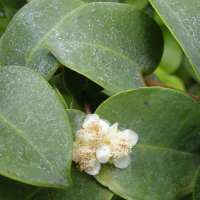 eugenia_gryposperma2bd (Eugenia gryposperma)