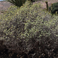 Euphorbia balsamifera (Euphorbe)