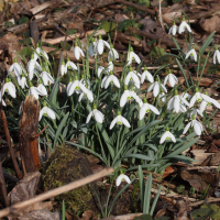 galanthus_nivalis1bmd