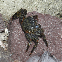 grapsus_grapsus2md