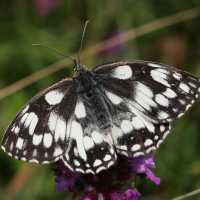 melanargia_galathea3bd