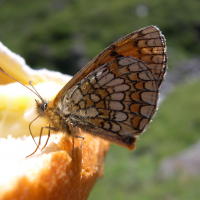 melitaea_athalia4md