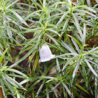 Nesocodon mauritianus (Nesocodon)