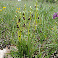 ophrys_insectifera4md