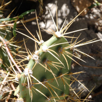 opuntia_dillenii2md