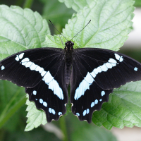 Papilio nireus (Narrow Green Banded Swallowtail)