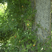 Passiflora caerulea (Passiflore bleue)