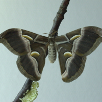 Philosamia ricini (Bombyx eri)