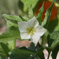 physalis_alkekengi3md