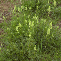 reseda_lutea3md