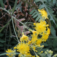 sonchus_palmensis3md