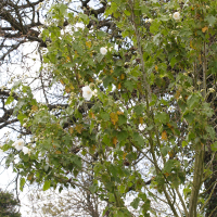 Abutilon_vitifolium