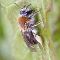 andrena_haemorrhoa4md (Andrena haemorrhoa)