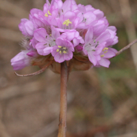 armeria_alliacea5md (Armeria alliacea)