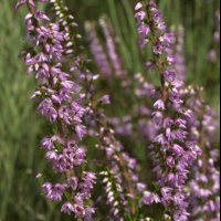 calluna_vulgaris4md (Calluna vulgaris)