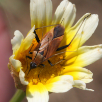 calocoris_nemoralis2md (Calocoris nemoralis)