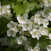 crataegus_monogyna3md (Crataegus monogyna)