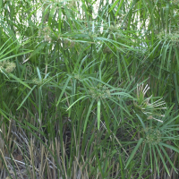 Cyperus involucratus (Papyrus à feuilles alternes, Cyperus à feuilles alternes, Souchet à feuilles alternes)