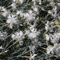 dianthus_plumarius2md