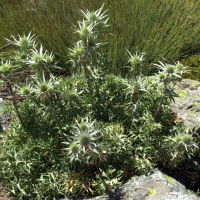 Eryngium bourgatii (Panicaut de Bourgat)