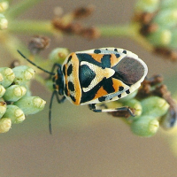 eurydema_ornata2md