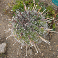 Ferocactus gracilis var. coloratus (Cactus)